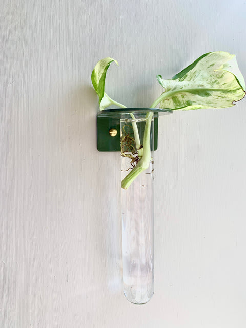 Taking Cuttings From Plants: Plant Propagation & Its Benefits